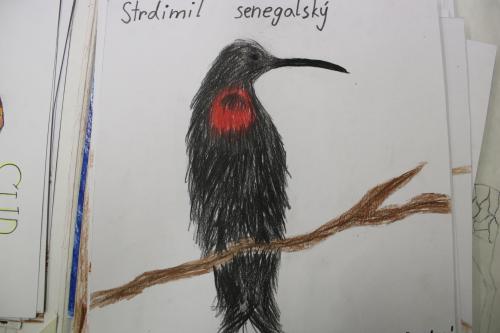 "Opeřenci", návrhy na pexeso, pastelky, žáci p.uč.Langrové