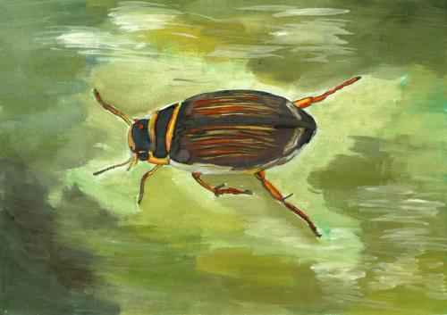 Vodní hmyz - malba temperou