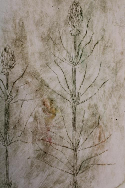 Suchá jehla, Květiny